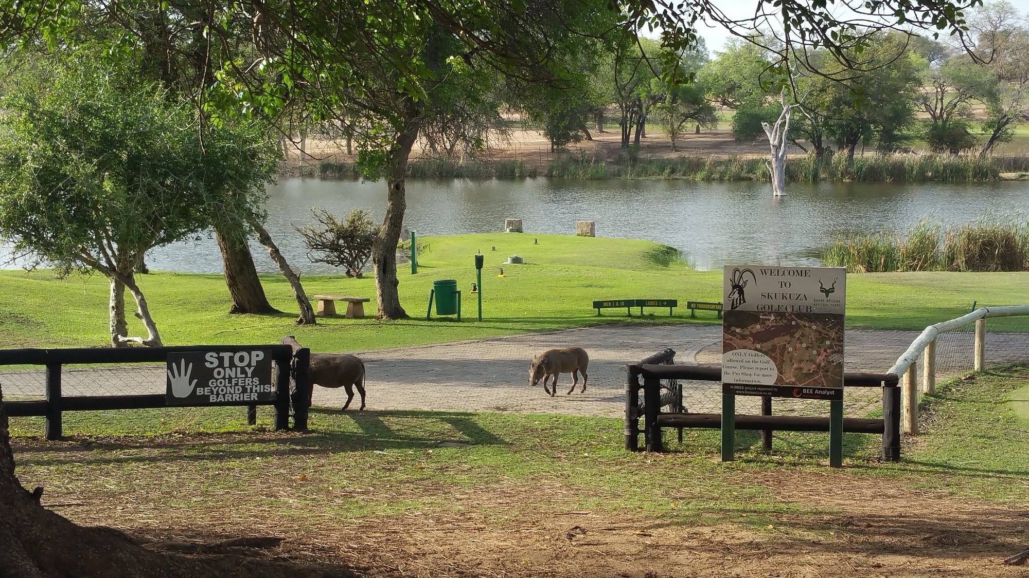 Warthogs strolling past the Skukuza welcome sign