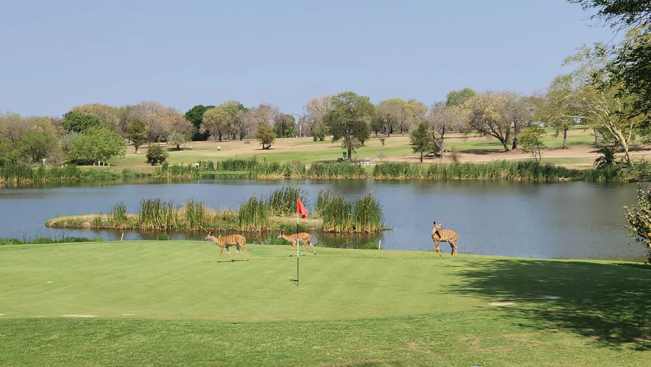 Nyala antelope crossing the green at Skukuza