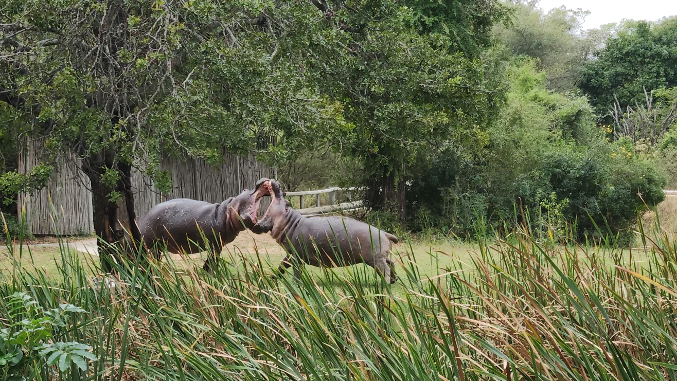 Hippos
