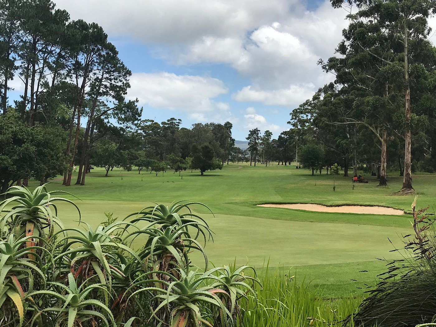 Knysna fairway framed by indigenous aloes