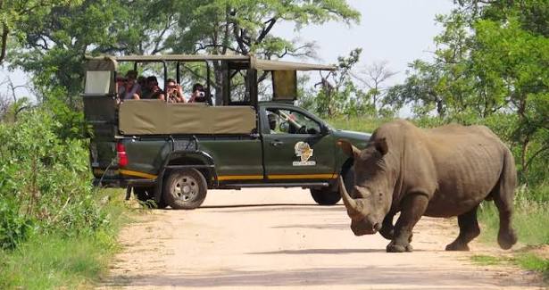 Morning and afternoon safari